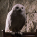 stonecoldhedwig avatar