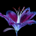 stonedfruit19 avatar