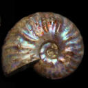 stonenautilus avatar