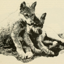 stonerbutchblues avatar