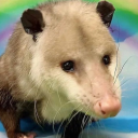 stonkypossum avatar