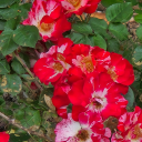 stop-asking-about-my-legs avatar