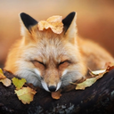 stop-the-rain avatar