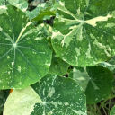 storm-and-bird avatar