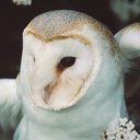 storm-in-the-room avatar