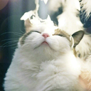 stormphuf avatar