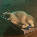 stormqueenkitten avatar