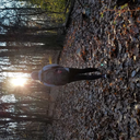 storms-whisper avatar