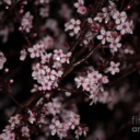 stormsandroses01 avatar