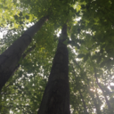 stormsofsaints avatar