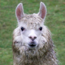 stormyllama-au avatar