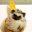storybook-hedgehogs avatar