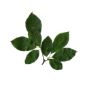 storyscrawled avatar