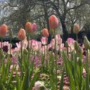 storytellersumayyah avatar