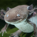 str4wb3rryskinny avatar