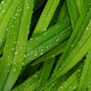 straightoutta-kirkwall avatar