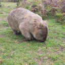 strandedaustralian avatar