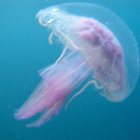 strange-jellyfish avatar