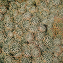 strangeallure avatar