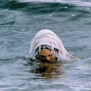 strangecorners avatar