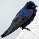 stranger-nature avatar