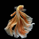 stranger-of-the-void avatar