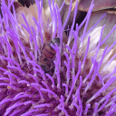 strangerecklessinsanity avatar