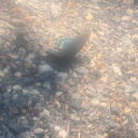 strangernamedanon avatar