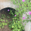 strangerthanmysympathy avatar