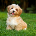 strangerthingswig avatar