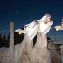 strangertotheworld avatar