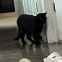 strangest-beanz avatar