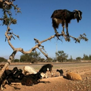 strategicgoat avatar