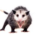 strawb3rry-ratcoon avatar