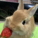 strawbebe-plant avatar