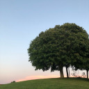 strawberries-and-sunsets avatar