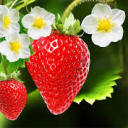 strawberriesandcreams avatar