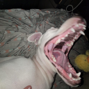 strawberry-glitch avatar