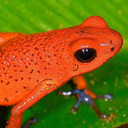 strawberry-poison-frog avatar