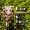 strawberry-possum avatar