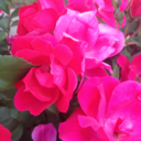 strawberryatsunset-blog-blog avatar