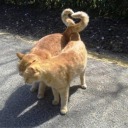 strawberrydanishh avatar