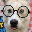 strawberrydogged avatar