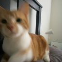 strawberryfish avatar