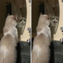 strawberryfnatic avatar