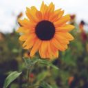 strawberrykkuma avatar