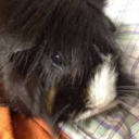 strawberrynori avatar