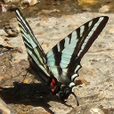 strawberrypanda1 avatar