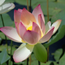 strawberryshowlove avatar