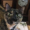 strawberryspringtime avatar